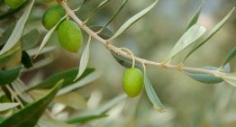 L’olio d’oliva extra vergine greco